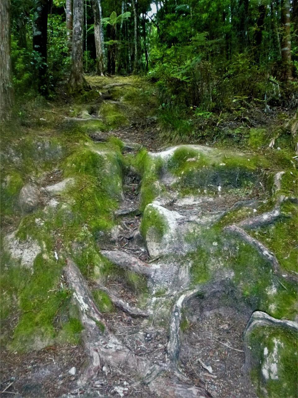Kauri Nest Bed & Breakfast วานกาไร ภายนอก รูปภาพ